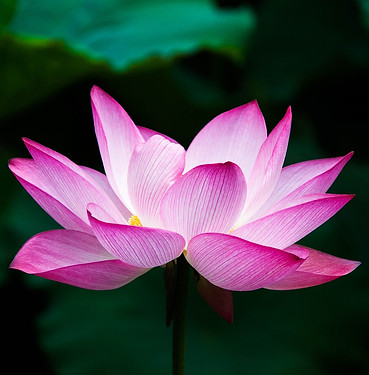 lotus-978659_1920.jpg