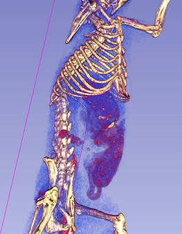 Image1.png