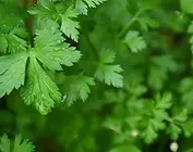 Herbs
