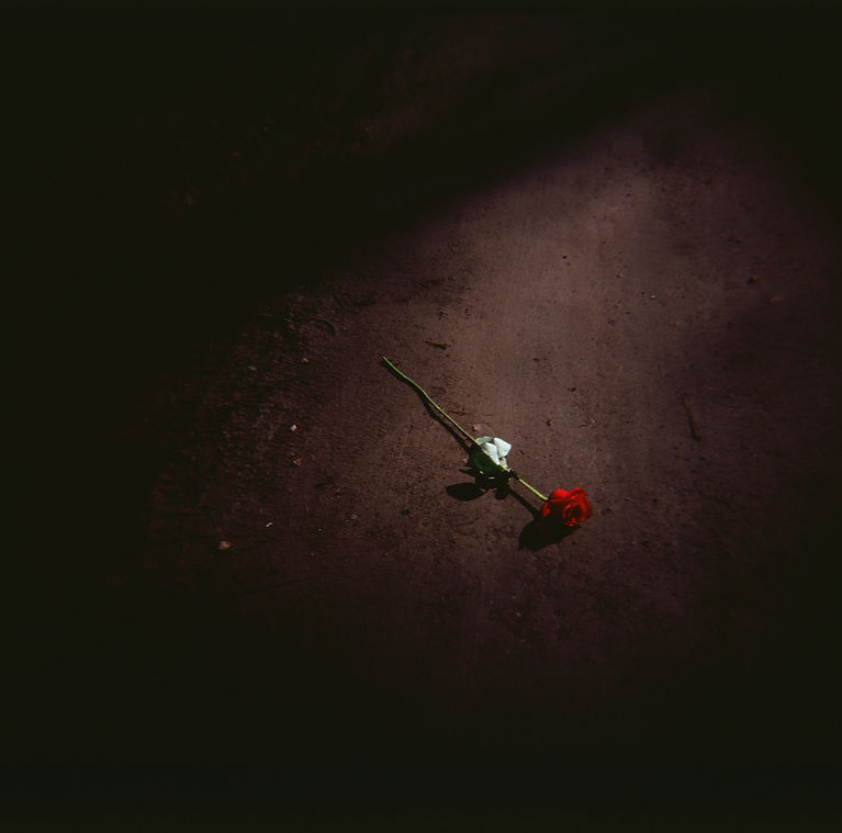 high-angle-shot-red-rose-ground-night.jpg