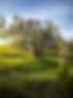 yard-with-huge-tree-istria-croatia.jpg