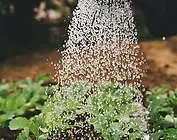 Watering the Garden