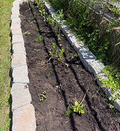 Benson Street Community Garden