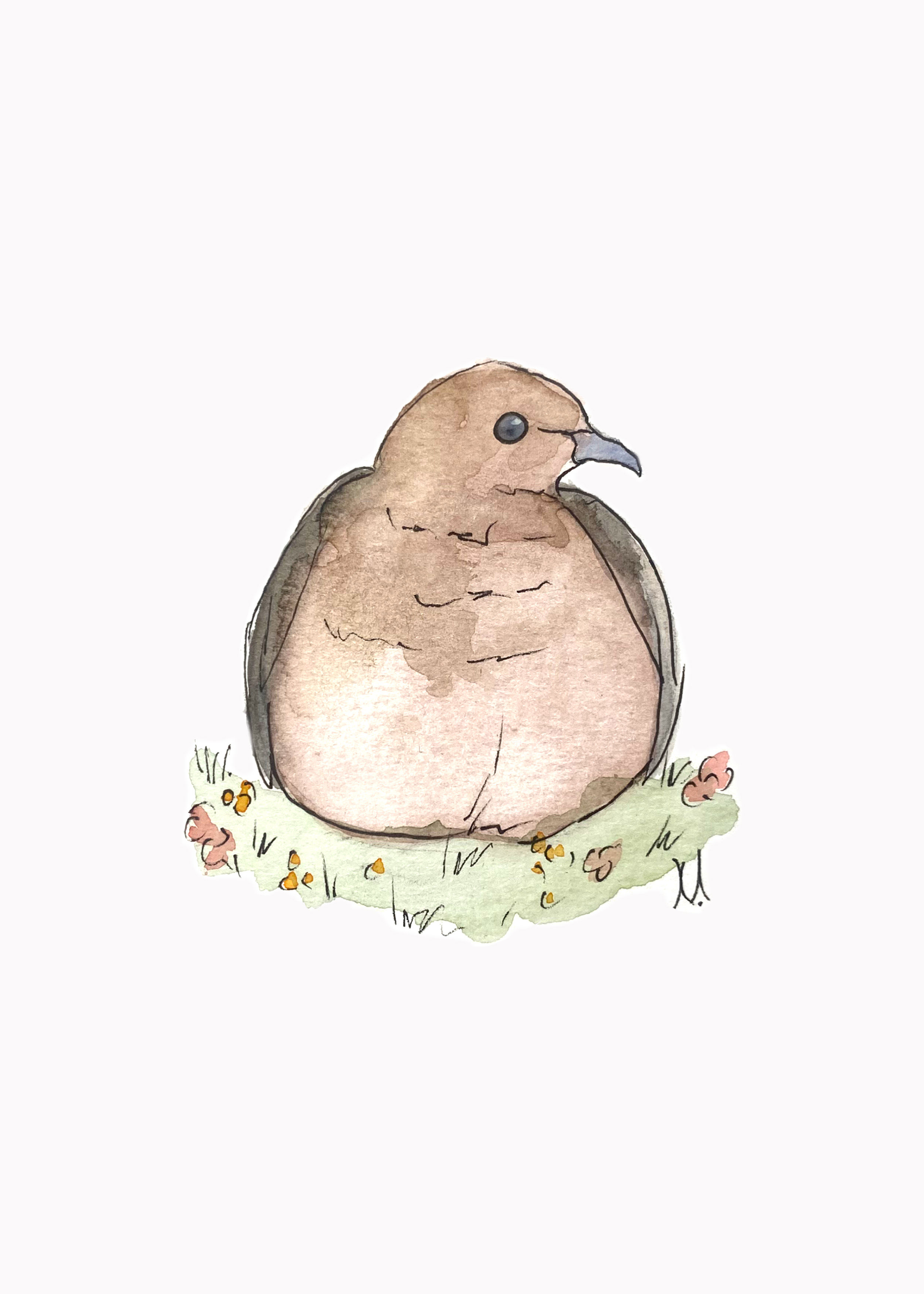 Mourning Dove