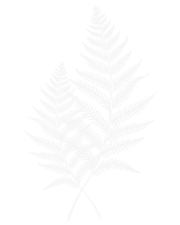 2 FERNS.png