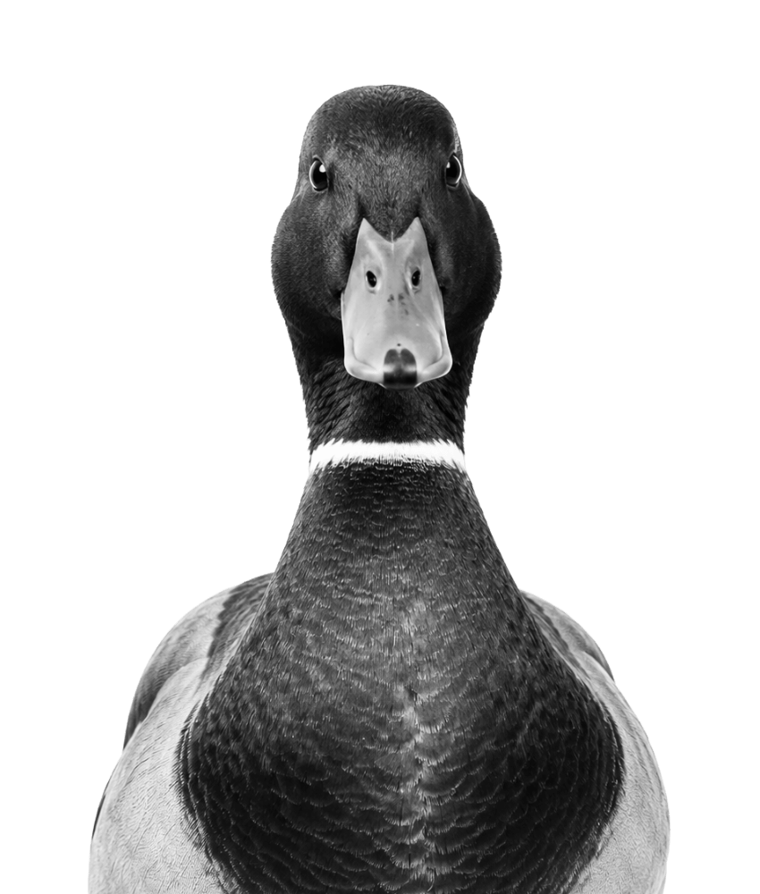 Duck Placeholder.png