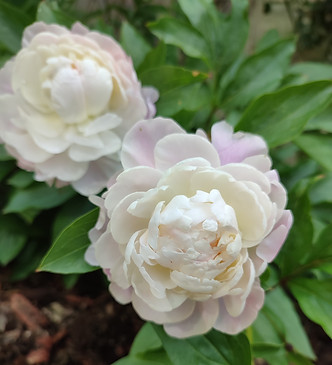 Pivoines blanche.jpg