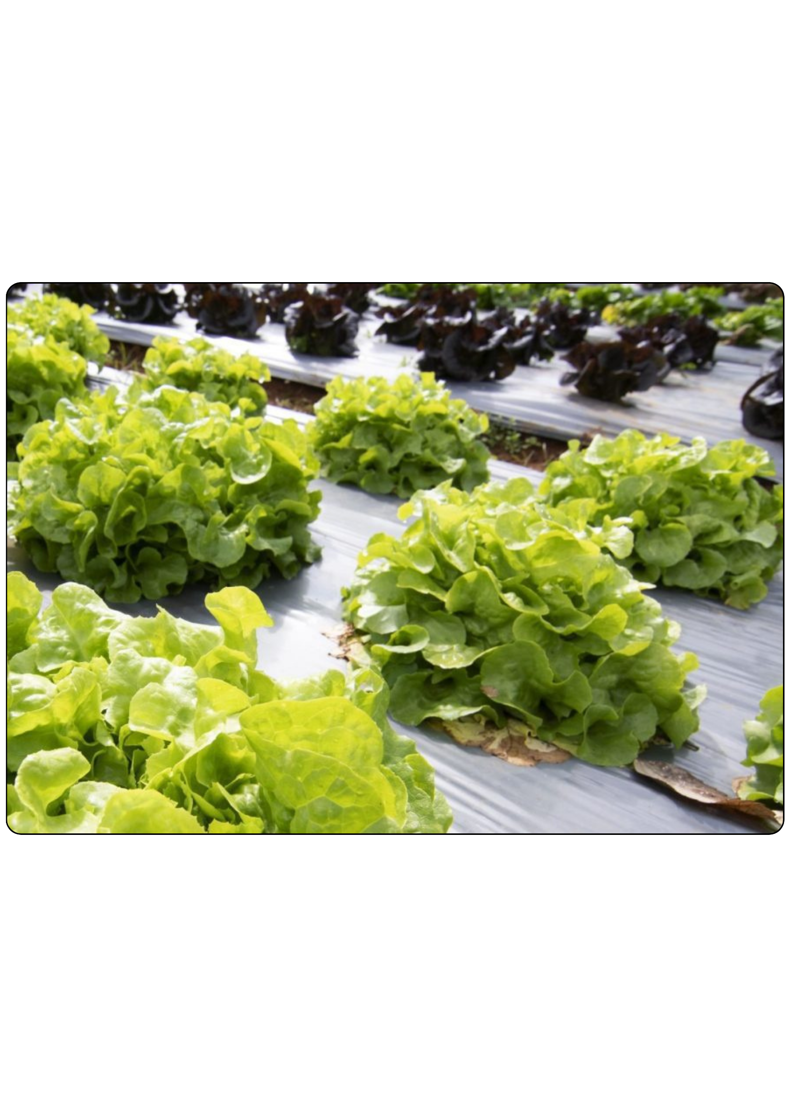 Agriculture Mulch Film