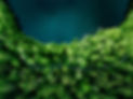 Wald umweltfreundlich