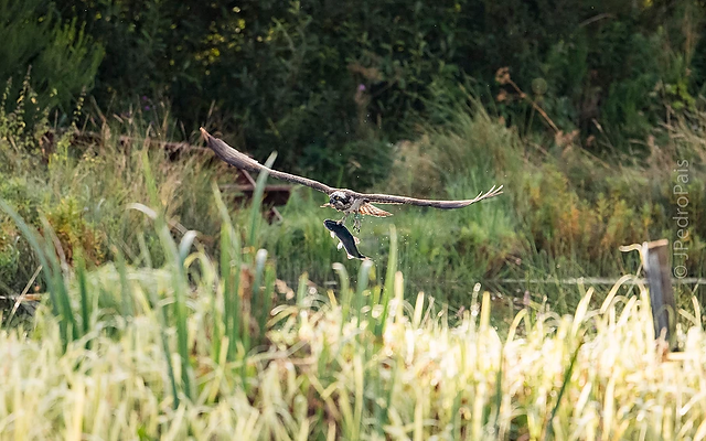 Osprey 04