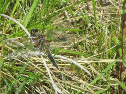 Common Darter