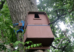 Owl box 01