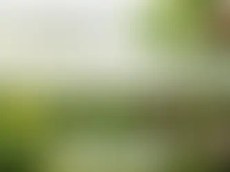 Salute di alberi e piante: malattie, parassiti e cure