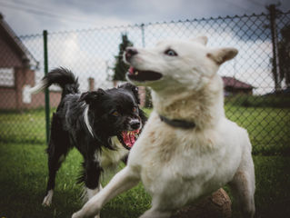 L'agression entre chiens - pourquoi et comment éviter les conflits?