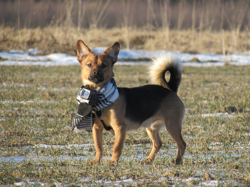 Chien confiant