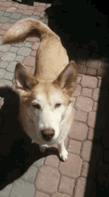 tenor (4).gif