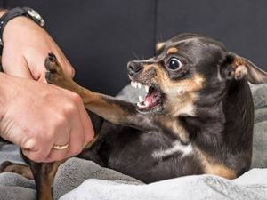 Pourquoi les chiens en viennent-ils à mordre et comment prévenir les morsures?