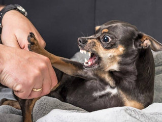 Pourquoi les chiens en viennent-ils à mordre et comment prévenir les morsures?
