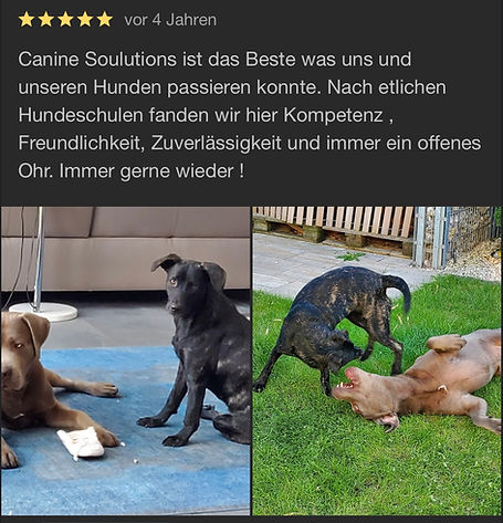 Positive Kundenbewertung für die Hundeschule Canine Soulutions mit Bild von den Hunden den Kundin