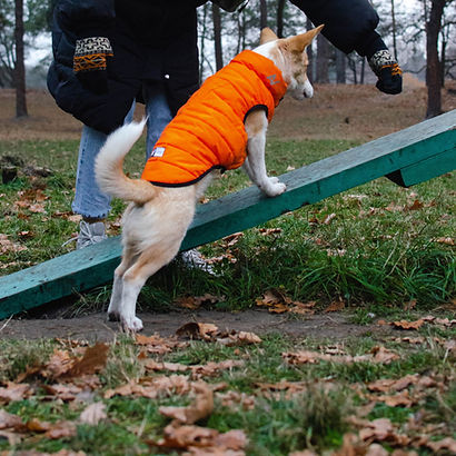 Ein Hund mit orangener Weste der auf einer Rampe steht