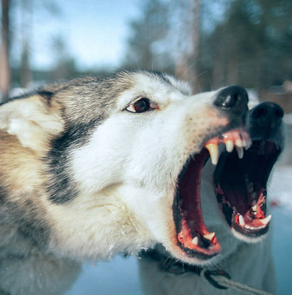 Zwei Huskies mit aufgerissenen Mäulern