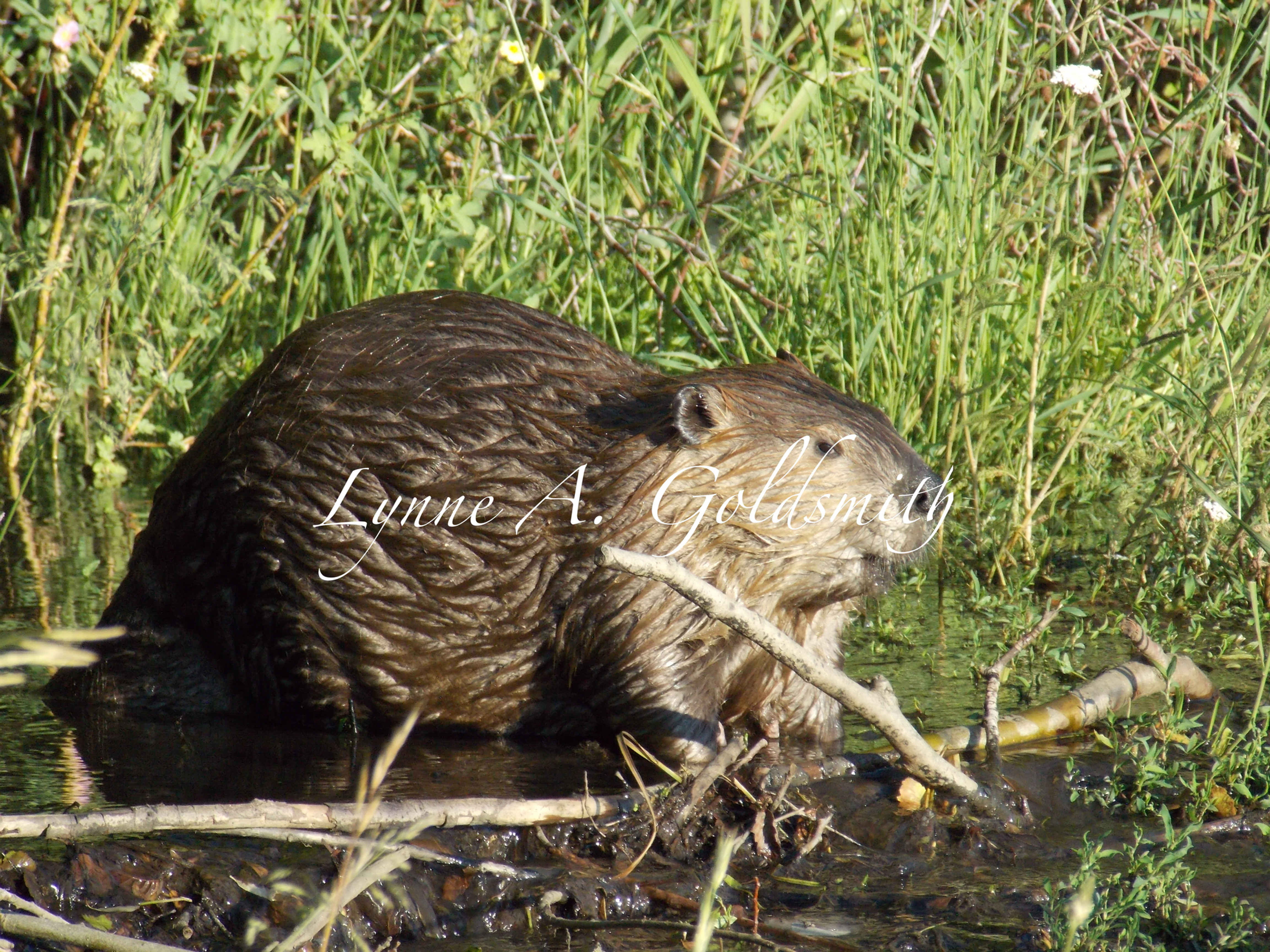 Beaver