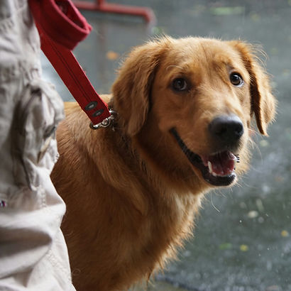 Golden Retriever an roter Leine guckt an den Beinen seines Halters vorbei