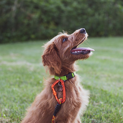 Brauner Hund mit Halsband sitzt auf einer Wiese