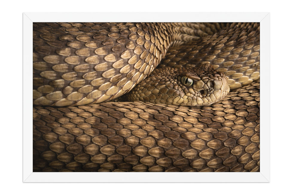 Thumbnail: All Coiled Up