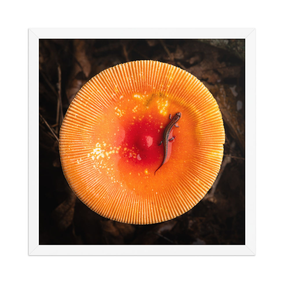 Thumbnail: Mushroom World