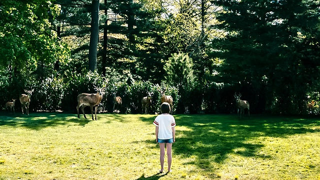 a young girl stands and looks at a herd of deer looking back at her near a woodland