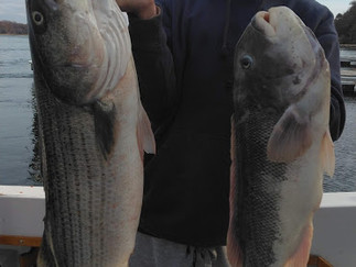 Crushed the Stripers today 6 Keepers to 22lbs Blacks to 6 Lbs