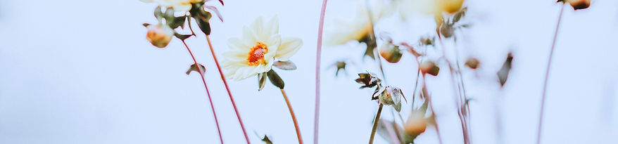Pale lemon flowers with blank space_edited_edited_edited.jpg