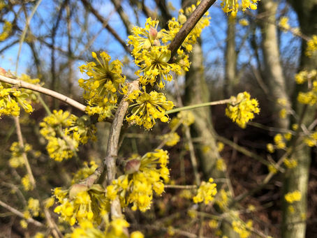 Glinstertuin gaat weer open