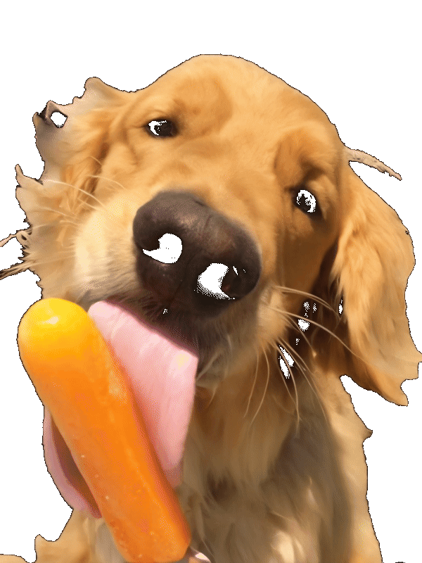 Golden Retriever Licking an Ice-Cream