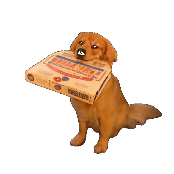 Golden Retriever Holding a Big Pizza box