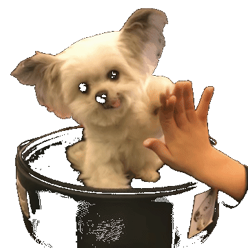 Cute Shitzu shaking hand motion