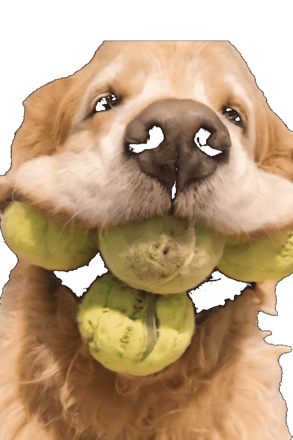 Golden Retriever mouth full of tennis balls