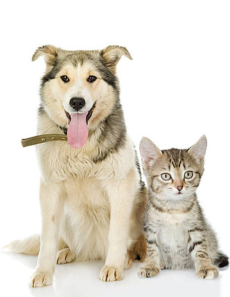 istockphoto-177760936-612x612.jpg
