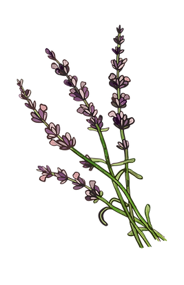 Floral Design-13.png