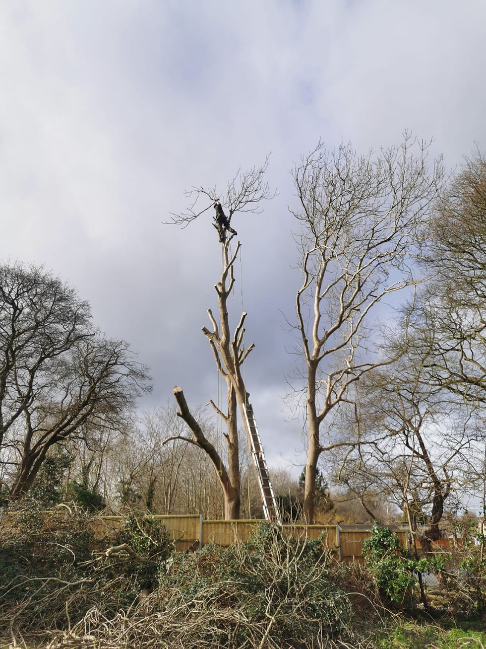 Arbutus Tree Services team safely removing a dead tree for a domestic client in Bristol.