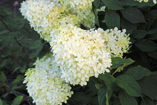Hydrangeas