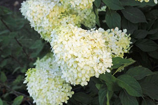 Hydrangeas