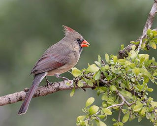 My Lonely Gray Cardinal