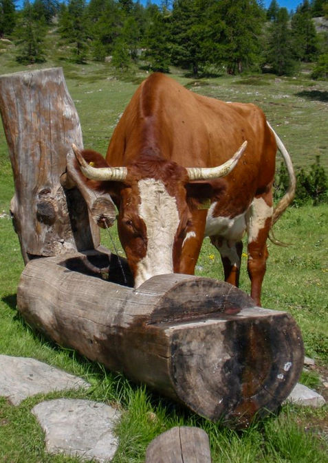 Cow drinking water in a fountain carved out of wood. Copyright, The Travelling Ladybug