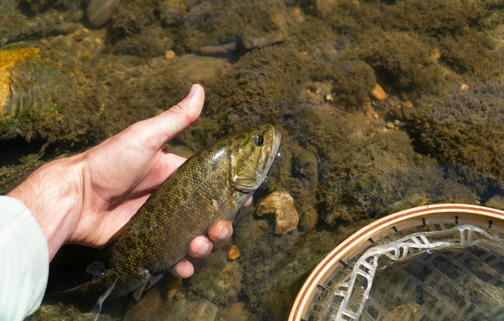 Scioto River, Fly Fishing in Columbus, Ohio