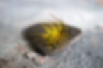 How to Fly Fish with Wet Flies