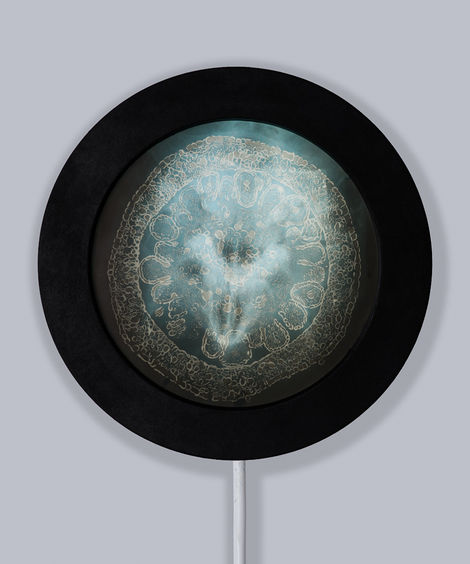 radiographie humaine, négatoscope, microscopie végétale, art et science, imagerie médicale