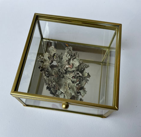Série "Mes petits trésors" Vue de l'exposition à la galerie Mariton, dessins au bic et récoltes de lichens, mousses et champignons présentés dans des boites à bijoux en verre
