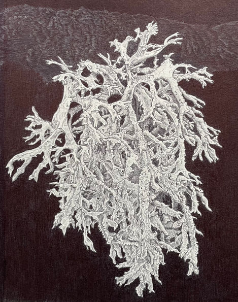 Evernia prunastri
2026, stylo-bille sur papier bambou, dessin contemporain, dessin au bic, herbier contemporain, cabinet de curiosité